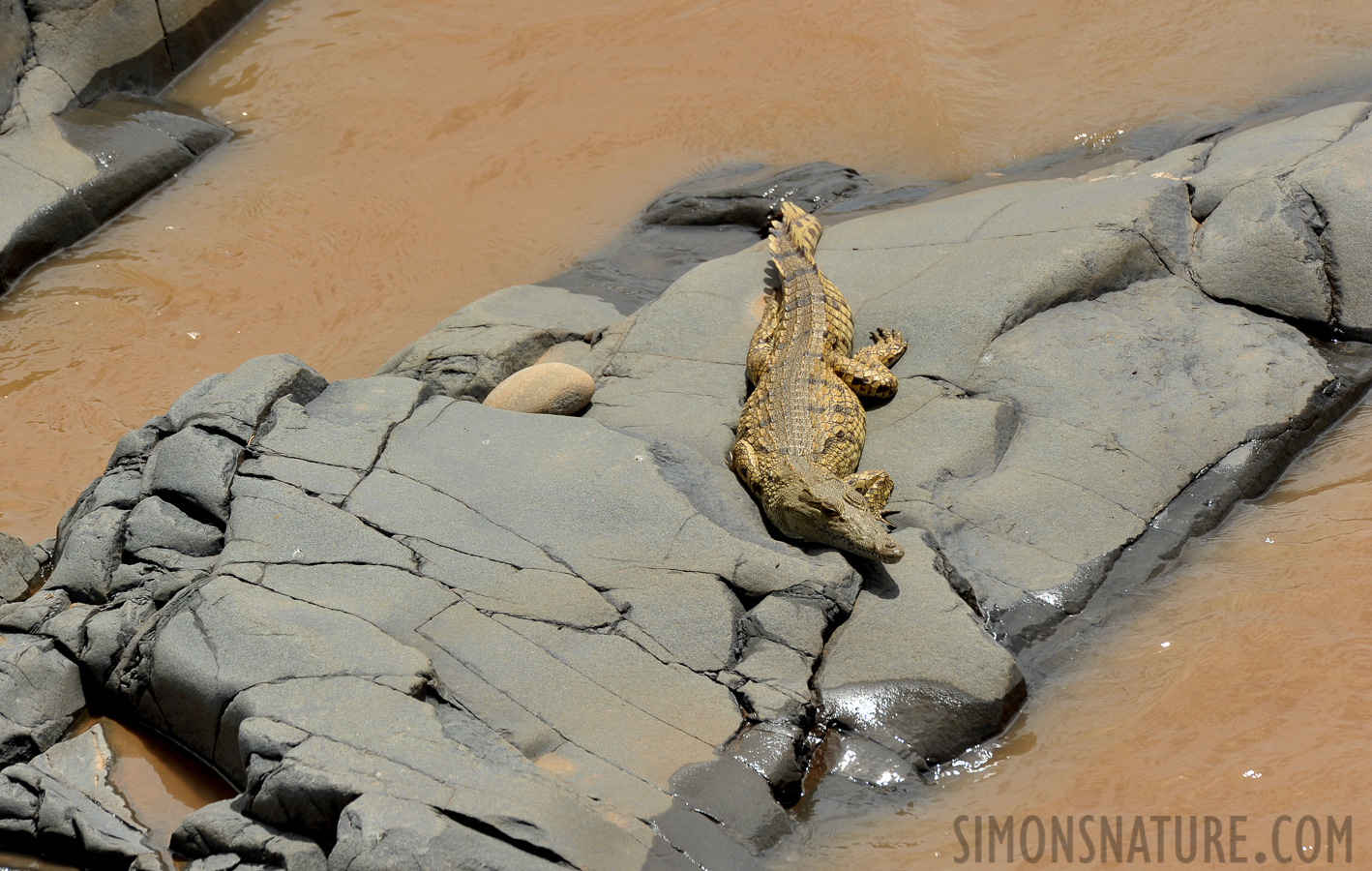 Crocodylus niloticus cowiei [550 mm, 1/640 sec at f / 10, ISO 400]